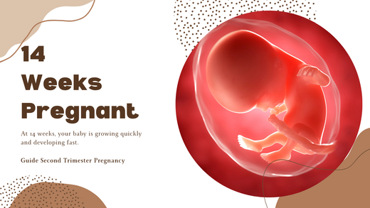 14 Weeks Pregnant Guide and phot of a 14 weeks fetus