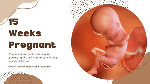 15 Semaines de Grossesse: Ventre de Femme Enceinte et Conseils de Confort