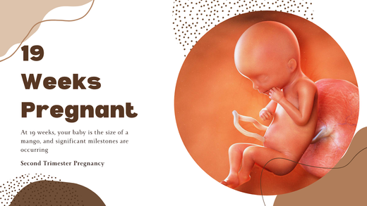 19 weeks pregnant
