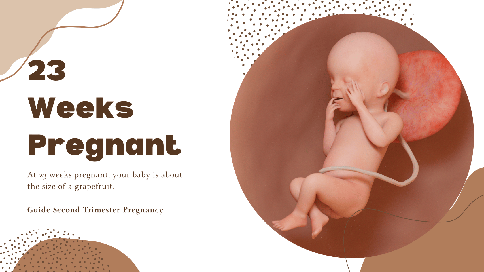 23 Weeks Pregnant - 23 Weeks Fetus