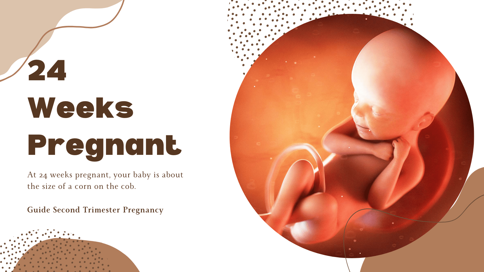 24 Weeks Pregnant - Weekly Development & Symptoms: 24 weeks fetus photo
