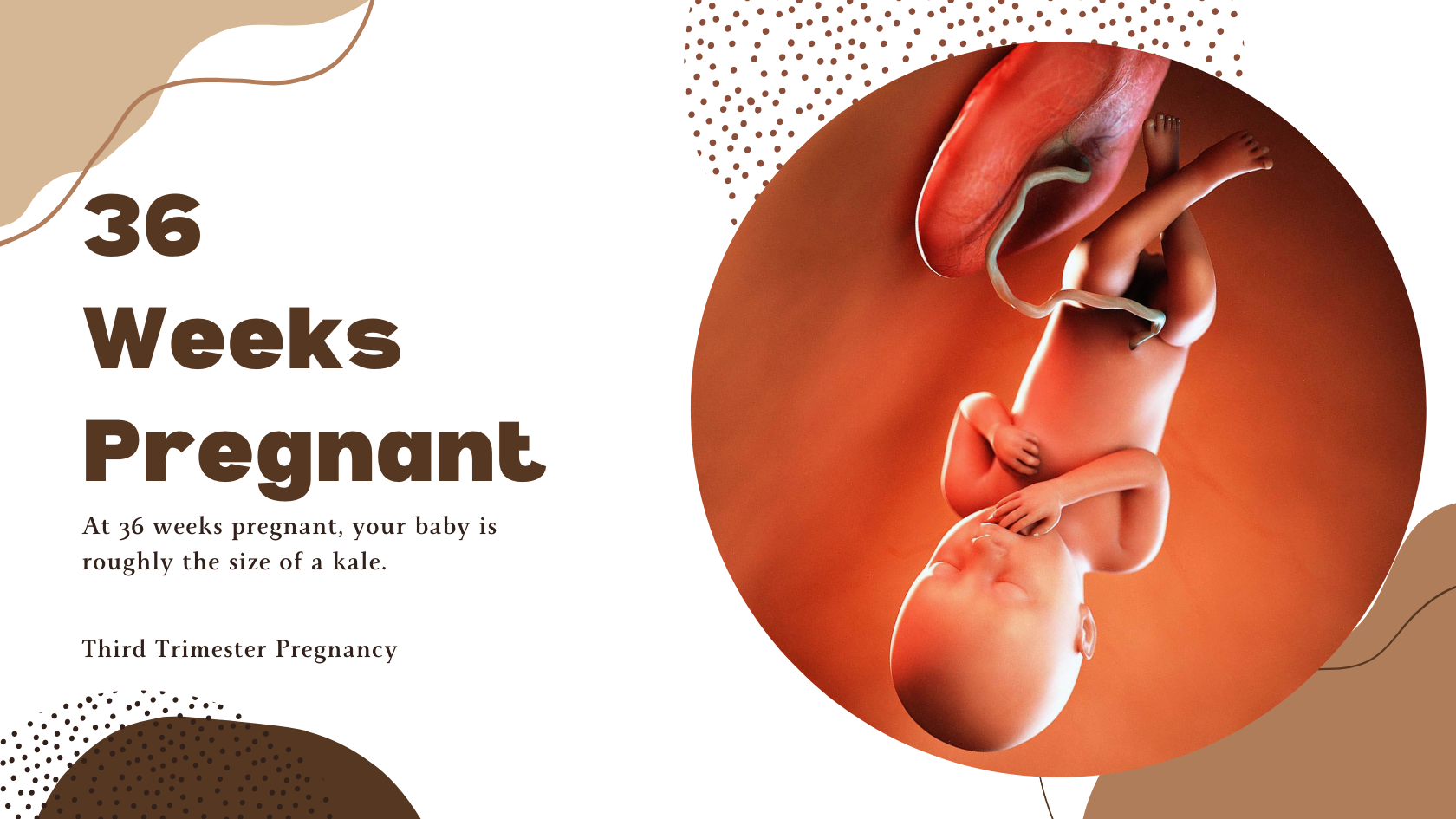 36 weeks pregnant + Photo of a 36 weeks fetus
