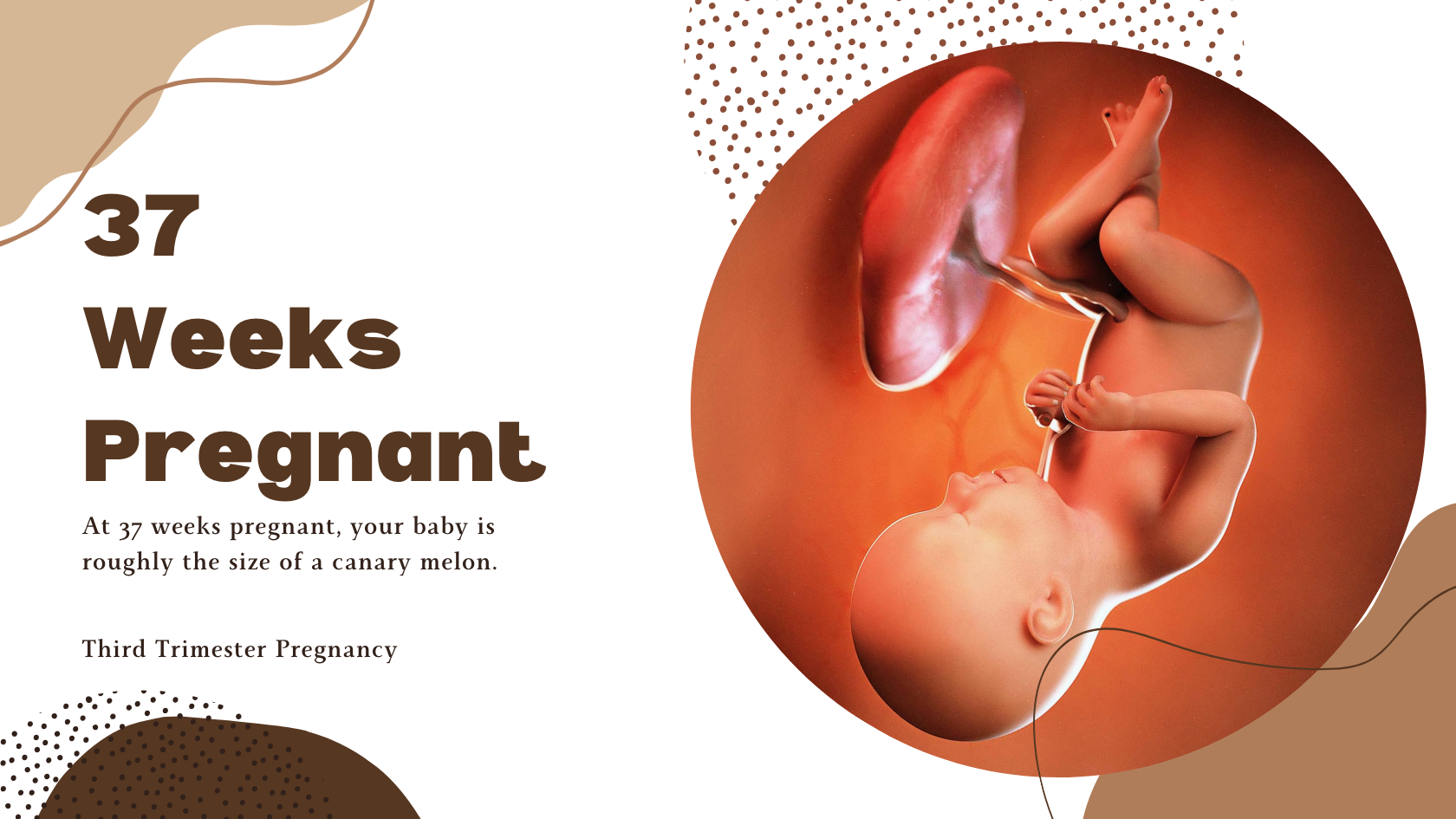 37 Weeks Pregnant - photo illustration of a 37 weeks fetus