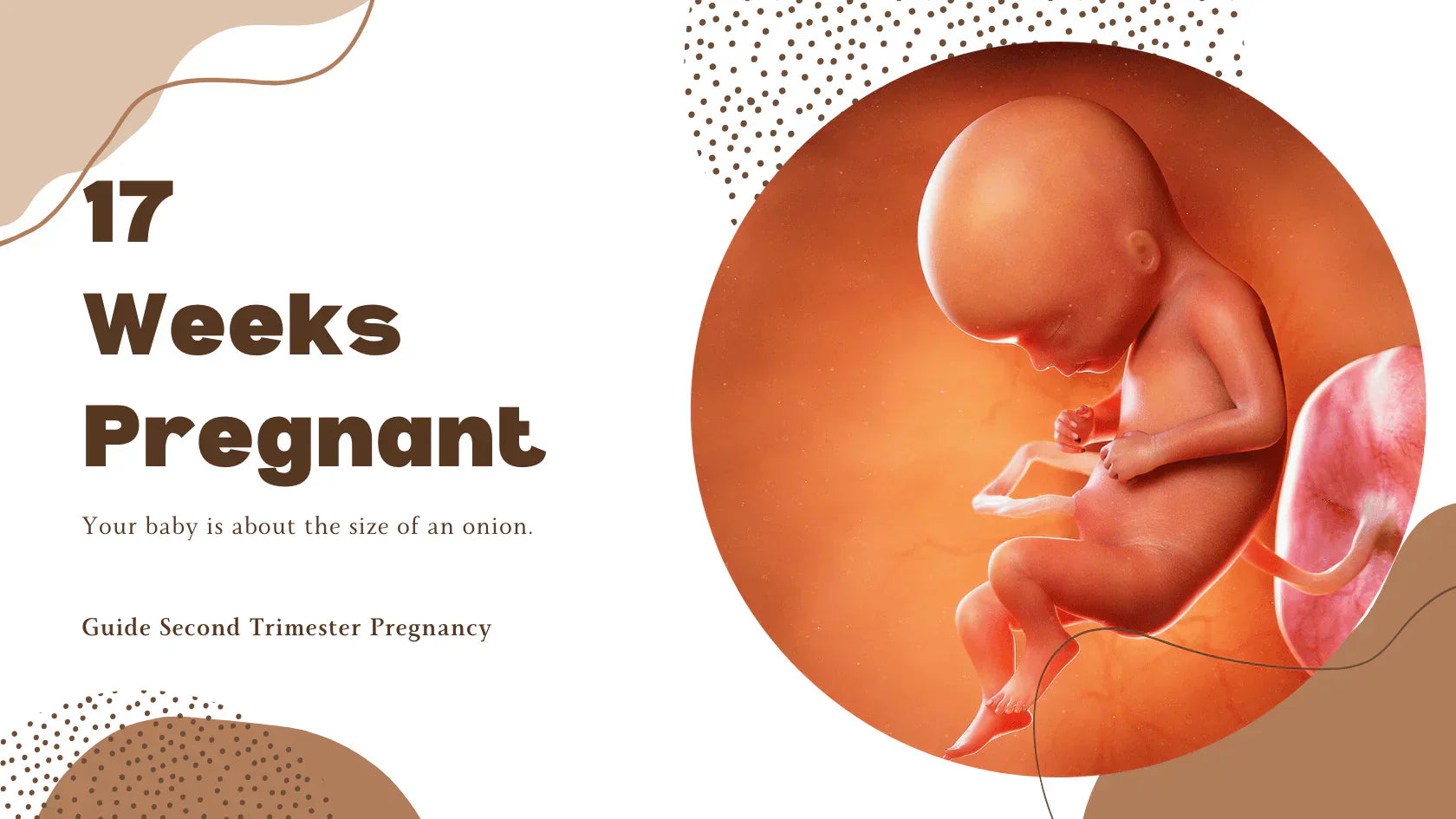 17 Semaines de Grossesse: Ventre de Femme Enceinte et Conseils de Confort