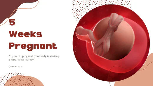 Baby development at 5 weeks of pregnancy